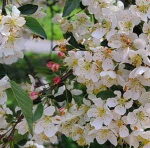 Meet your Posher, Connie